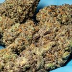 Edinburgh Cannabis Shop – Legal Weed, Medical Cannabis, and Delivery Across the EU