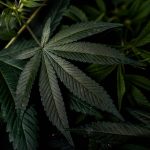 Leading Cannabis Shop in Germany