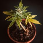 Cologne 420 Shop Your Trusted Cannabis Destination