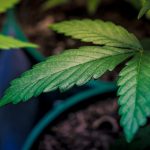 Oslo’s cannabis scene is evolving rapidly