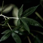 High‑Potency THC Weed in The Hague