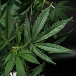 Toulouse Cannabis Guide