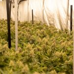 Monaco, the Glittering Jewel of the French Riviera, Is Becoming a Premier Destination for Cannabis Connoisseurs