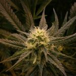 Cordoba Cannabis Culture