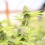 Looking for a reliable cannabis shop near me in Murcia?