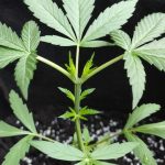 Cambridge Cannabis Shop: Your Premier Destination for CBD, THC, and Hemp Products