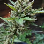 A Premier Cannabis Shop on the French Riviera img-2614.jpg