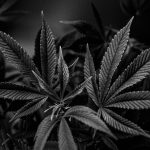 Cannabis Delivery in Estonia: Reliable, Affordable, and Fully Compliant img-2628.jpg