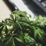 Aarhus Cannabis Culture: Your Ultimate 420 Shop Guide
