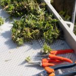 Sheffield weed market