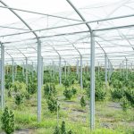 Welcome to the most trusted cannabis dispensary in Europe