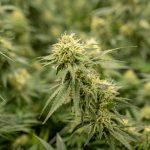 Looking for a reliable source of high‑quality THC vapes in Belgrade?