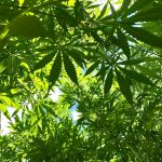 Budapest The Heart of Europe’s Evolving Cannabis Market