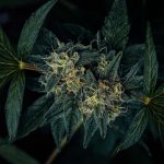 Legal Cannabis Lithuania: What You Need to Know