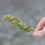 Welcome to the ultimate guide for anyone looking to explore the vibrant cannabis scene in Kaunas