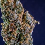 Lisbon Has Become a Hotspot for Cannabis Enthusiasts img-2850.jpg
