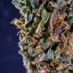 Cannabis Delivery Italy