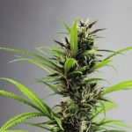 Looking for a reliable 420 shop Lublin that offers a wide selection of cannabis products at competitive prices?