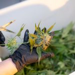 Buying THC Cannabis in Bucharest: Legal Landscape, Selection, and Safety