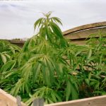 Buying Marijuana in Zagreb: A Complete Guide