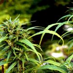 420 Ljubljana: The Premier Cannabis Store in Slovenia