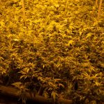 High‑Potency THC Weed in The Hague img-2960.jpg