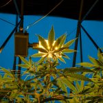 Welcome to the ultimate guide for anyone looking to explore the vibrant cannabis scene in Kaunas