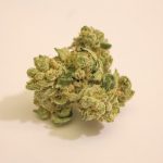 Rotterdam Weed Shop: Your Guide to Cannabis in Rotterdam