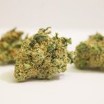 Premier Cannabis Shop Vilnius