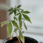 Buy Weed in Aarhus: Your Local Cannabis Shop