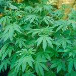 Legal THC Vape Slovenia: Your Online Vape Shop