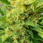 Buying Weed in the Netherlands: Laws, Online Shopping, and In‑Person Experience
