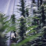High-Quality THC Vape Products in Bydgoszcz