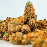Cannabis Shop Denmark