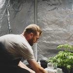 Cannabis Delivery in Palermo