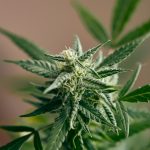 Saint‑Tropez cannabis shop img-3229.jpg