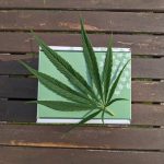 Cannabis Delivery in Madeira