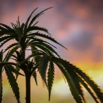 Lisbon’s Legal Cannabis Delivery Service