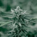 Welcome to the premier cannabis shop in Genova