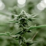 London’s cannabis scene is thriving img-3356.jpg