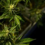 Budapest Cannabis Shop Your Ultimate Guide to 420 Culture img-3395.jpg