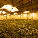 Cannabis Delivery Service in Catania, Sicily