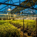 Bari Cannabis Shop