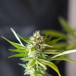 Berlin cannabis shop img-418.jpg