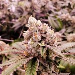 Cannabis Dispensary Belgium: Your Guide to Legal Weed and Hemp Products