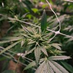 London’s Thriving Marijuana Store Scene