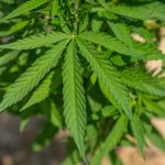 Cannabis Delivery in Croatia: Legal, Fast, and Transparent img-532.jpg