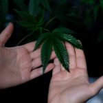 Cannabis Shop Crete Your Premier Destination for Cannabis Tourism and Medical Marijuana