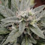 Budapest Cannabis Shop