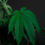 Las Palmas Cannabis Shop: Your Ultimate Guide to Medical, Recreational, and Hemp Products